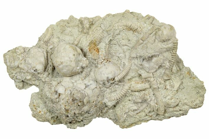 Fossil Crinoid (Cribanocrinus) Crown and Stem Plate - Iowa #327305